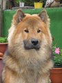 djago_w (16)